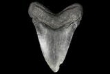 Fossil Megalodon Tooth - South Carolina #130736-1